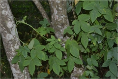 Dalechampia velutina